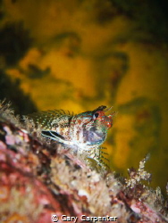 Red or Portuguese Blenny (Parablennius ruber) - Picture t... by Gary Carpenter 